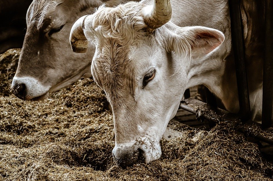 В Коми обнаружен очаг опасного заболевания рогатого скота