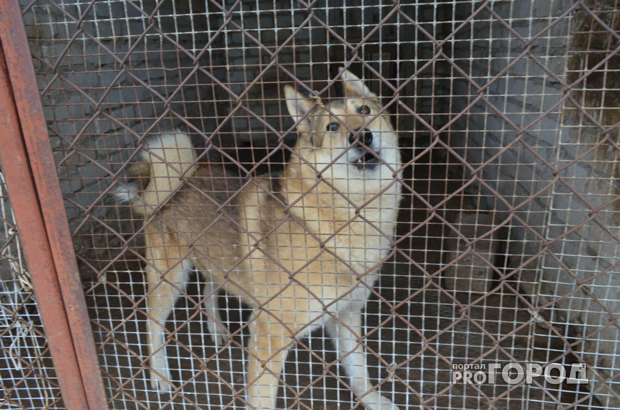 Сыктывкарский приют «Друг» просит помощь в передержке собак на период морозов