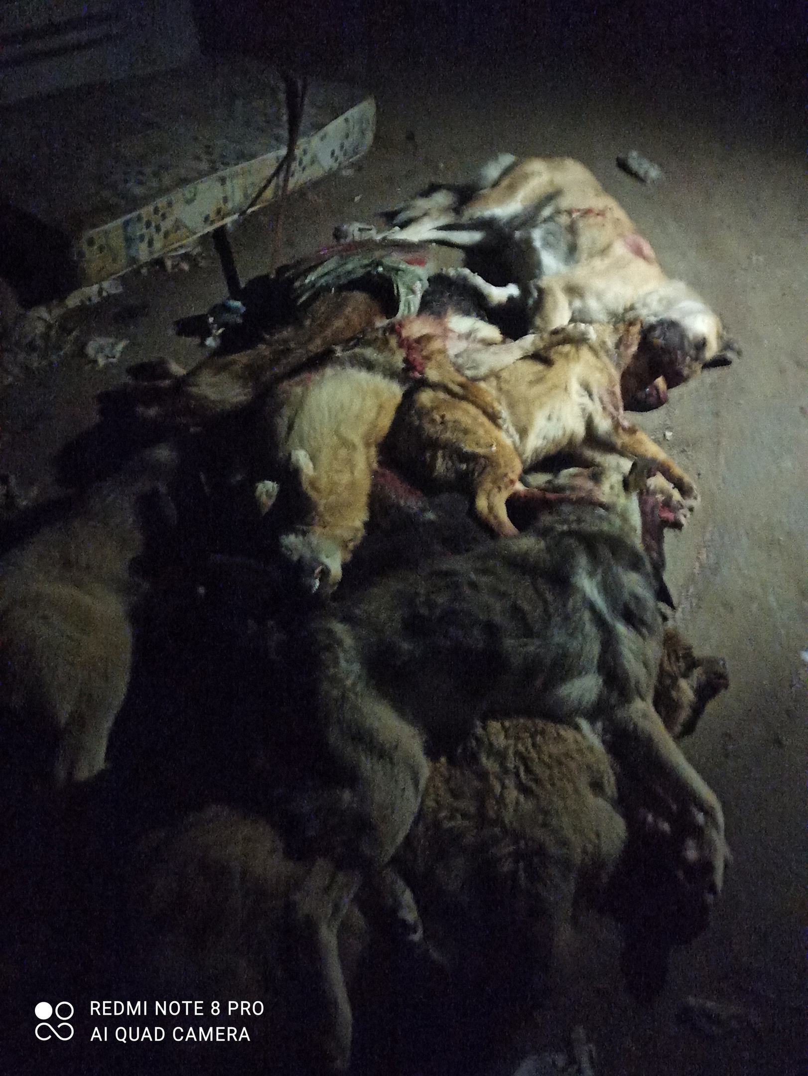 В Усинске в ангаре нашли девять мертвых собак: предполагается, что их убили