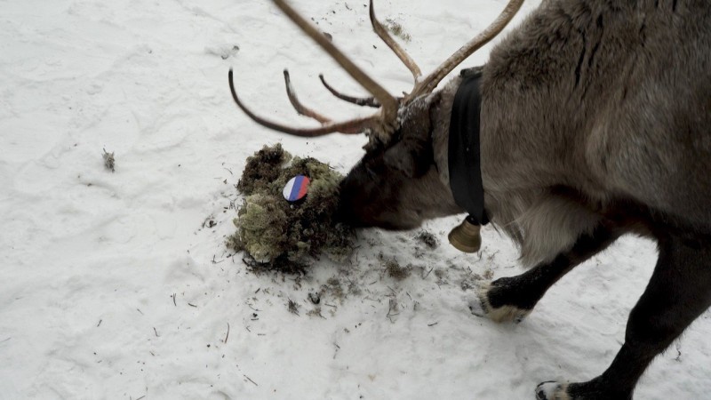 В Коми олень-провидец предсказал исход олимпийского турнира по хоккею