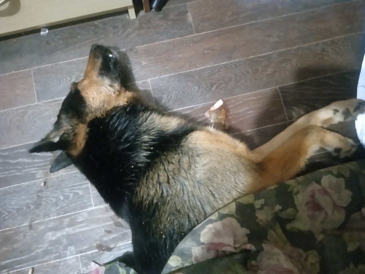 Ветеринар объяснил сыктывкарцам, как помочь отравленной собаке