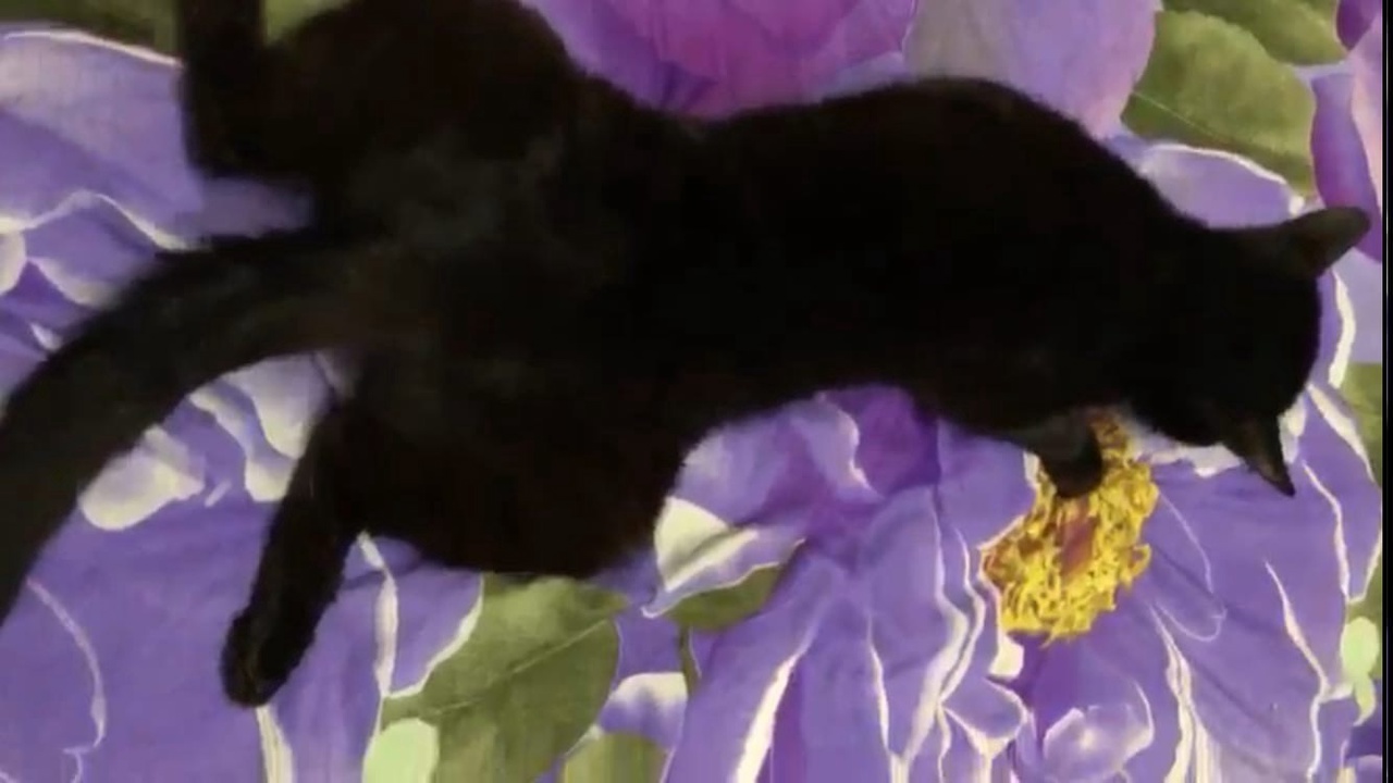 Хозяйка кота с парализованными лапами из Сыктывкара просит перестать отправлять деньги