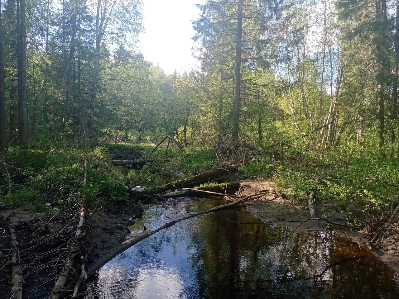 В Коми незаконно вырубили тысячу кубометров леса на 14 млн рублей