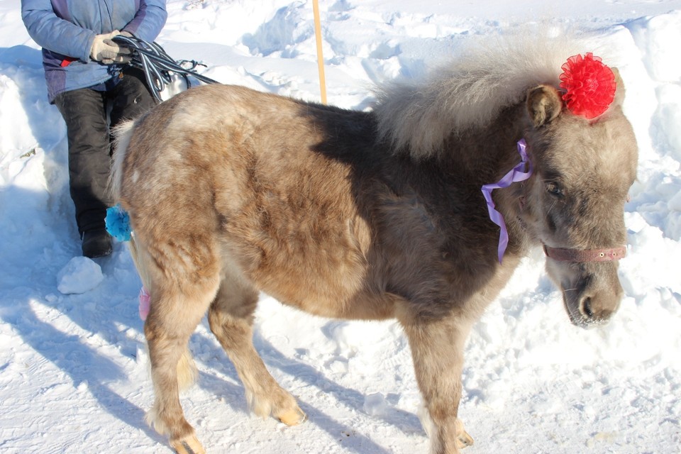 В Сыктывкар из Германии приехала пони в пальто