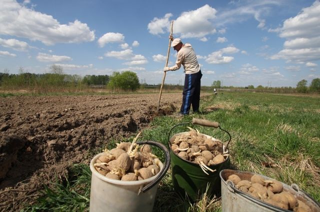 Больше половины жителей Коми будут сажать картошку: "Неизвестно, что зимой будет"
