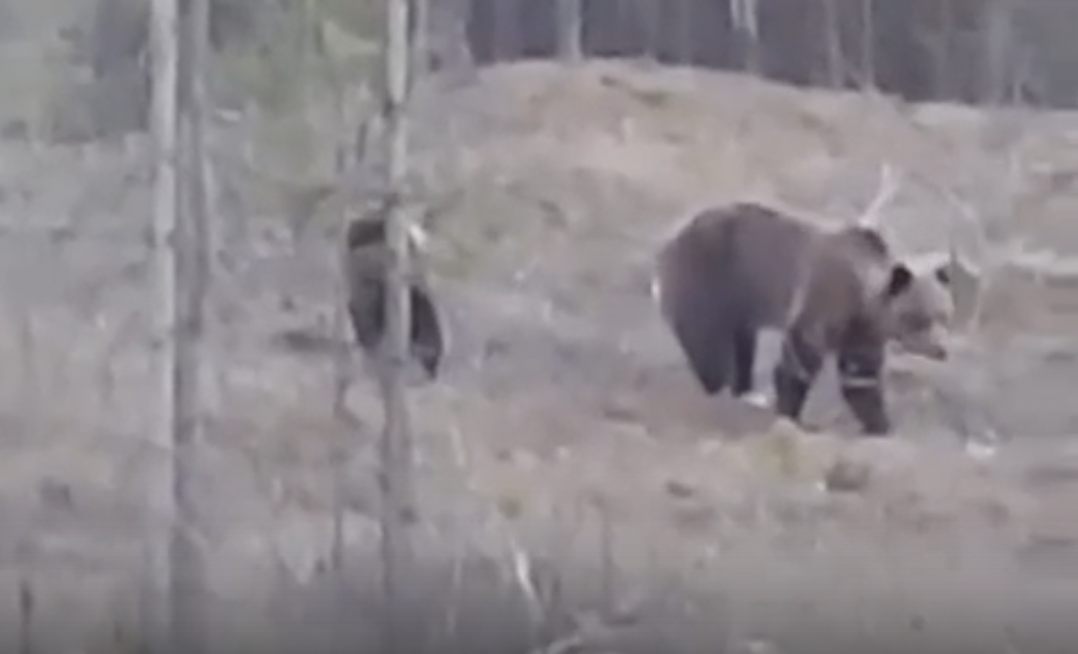 На трассу "Сыктывкар-Ухта" массово выходят медведи и все их фотографируют