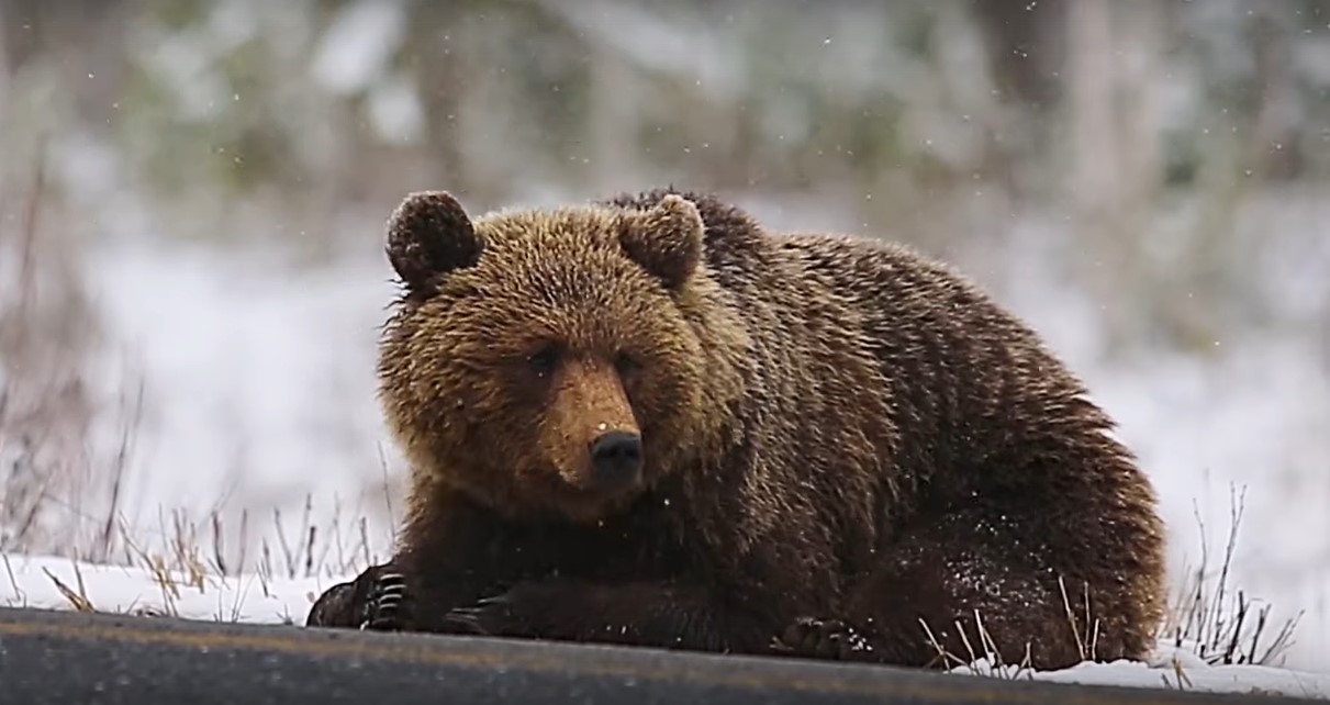 В Коми медведи массово выходят к людям: почему нельзя их кормить