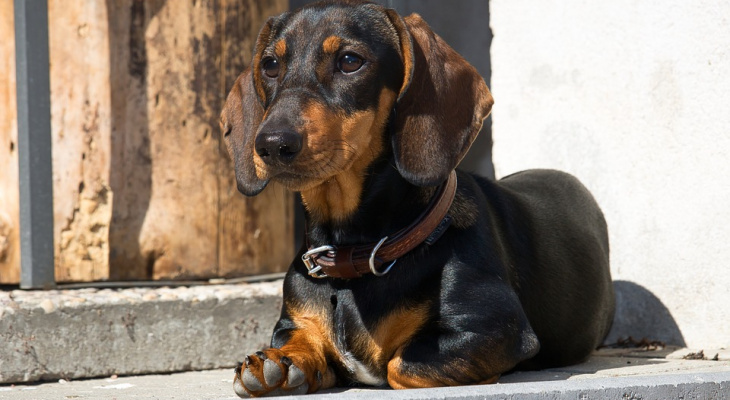 Россиян предложили серьезно штрафовать за брошенных животных