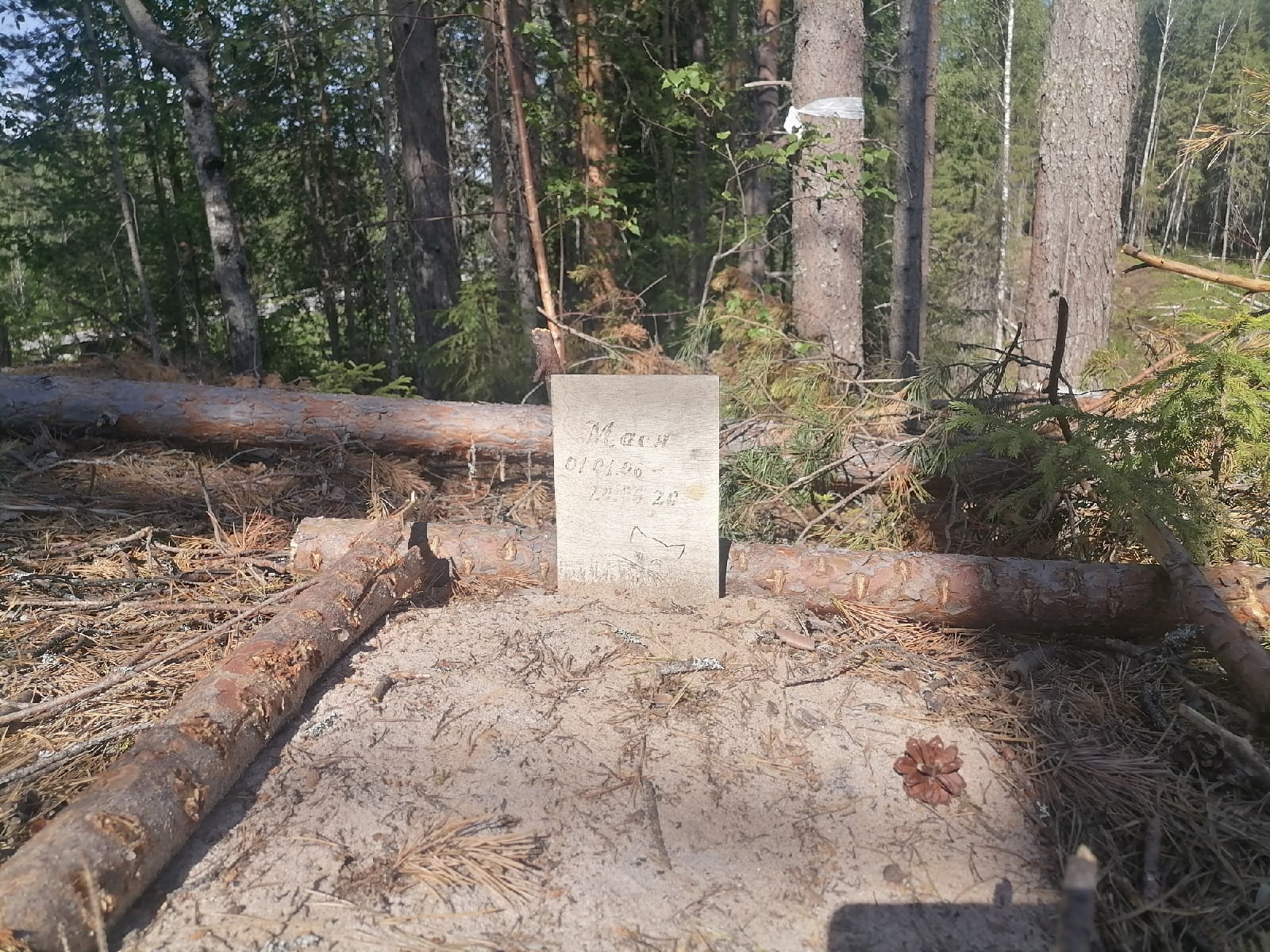 Шесть маленьких могилок: сыктывкарка наткнулась в лесу на кладбище домашних животных