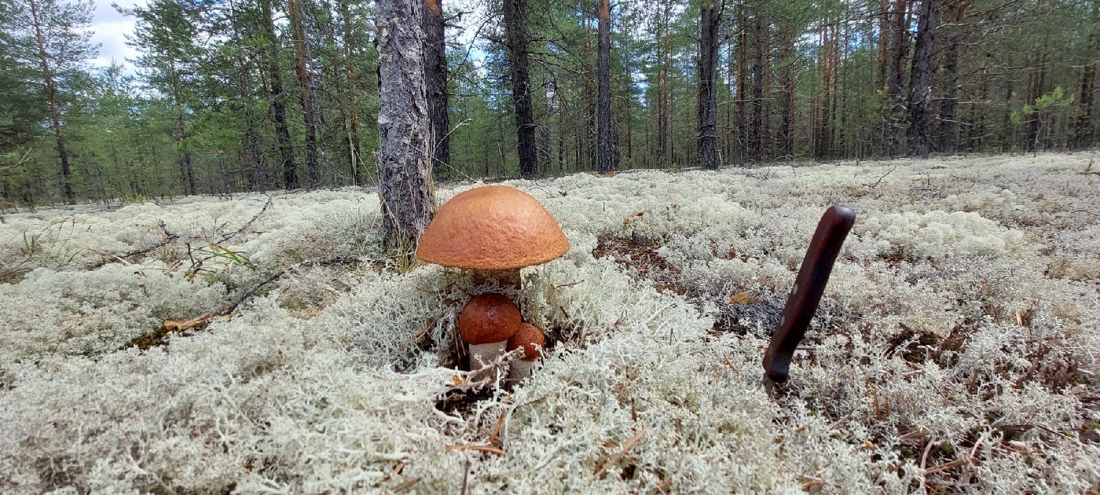 Сыктывкарцы хвастаются ведрами грибов: подборка фотографий с "тихой охоты"