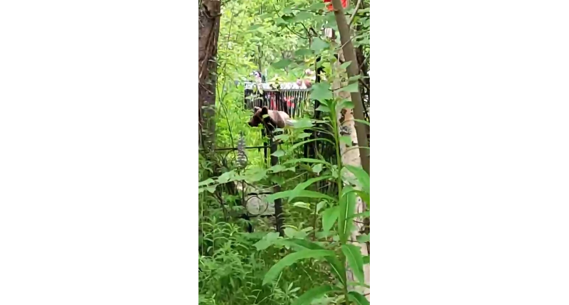 На сыктывкарском кладбище среди могил бродил крупный медведь