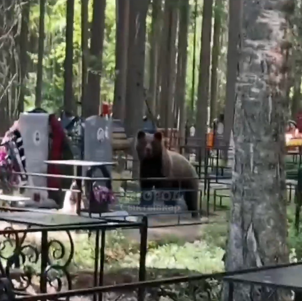 "Мишаня, хватит кушать!": сыктывкарцы напугали медведя на кладбище