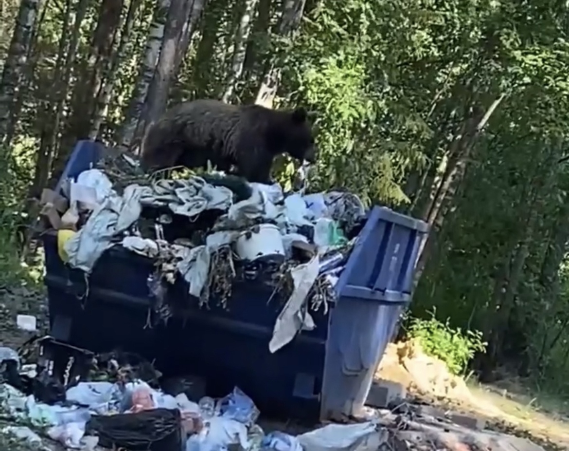 "Поворот на медведя": сыктывкарцы засняли на видео косолапого, который ел мусор