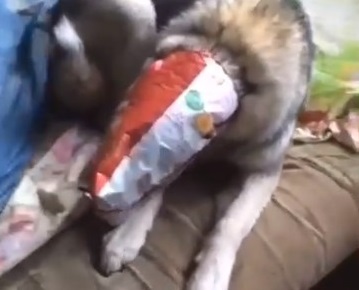 “Мы напоили собаку пивом”: сыктывкарка рассказала, зачем она дала псу алкоголь