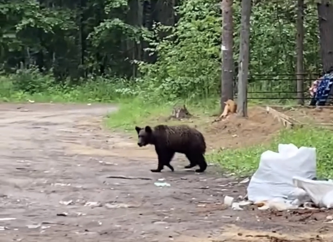 Медведь продолжает кормиться мусором на краснозатонском кладбище в Сыктывкаре