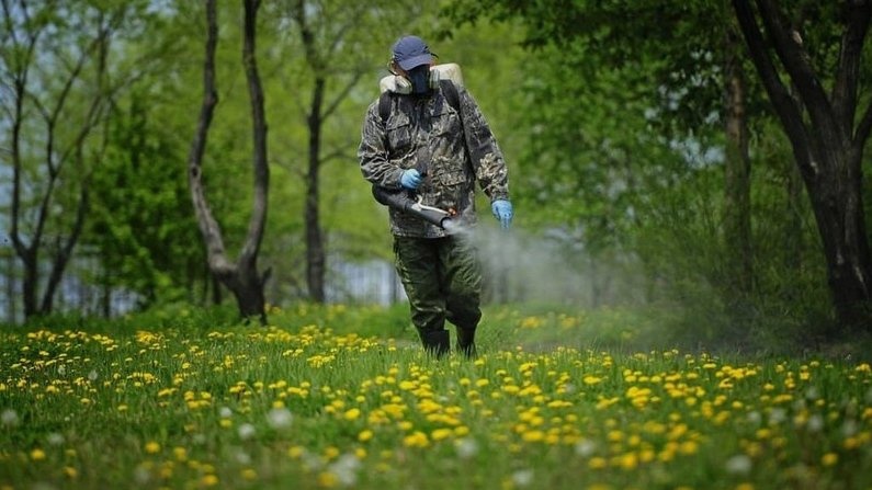 Клещи атакуют: за неделю в больницы Коми обратилось 154 человека