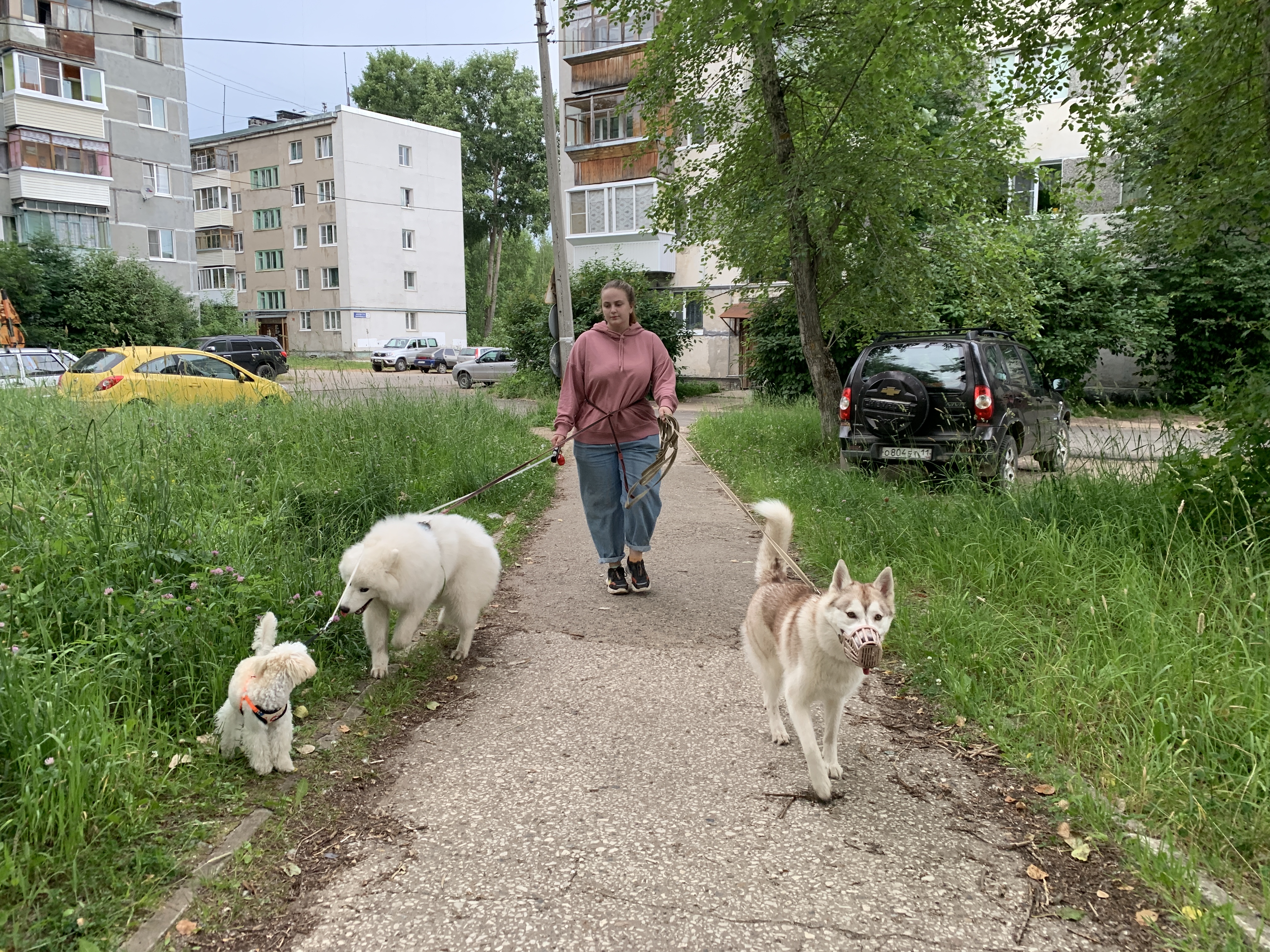 “Нет сложных пород, есть ленивые хозяева”: сыктывкарка о том, зачем выгуливает чужих собак