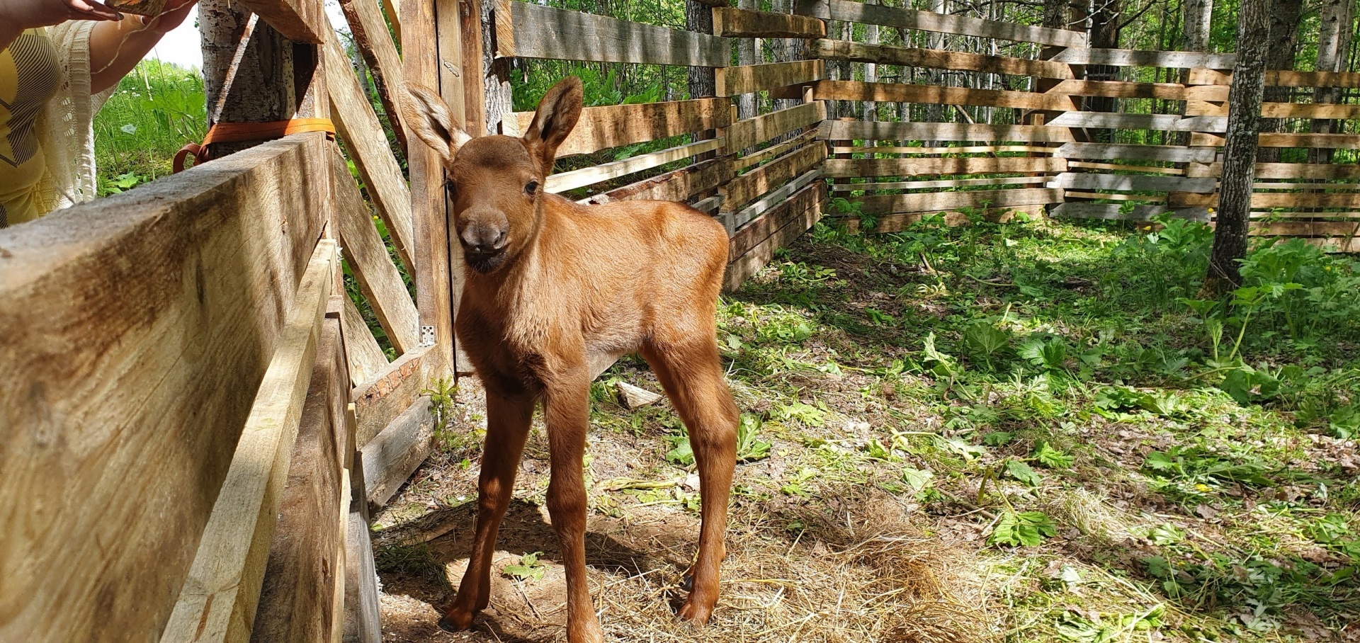 Для лосенка Фырки, которого спасли на трассе в Коми, купят загон за 1,5 миллиона рублей