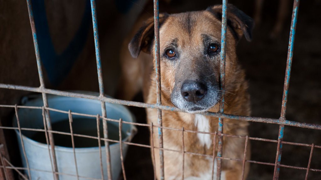 Правительство Коми поможет желающим открыть приюты для животных