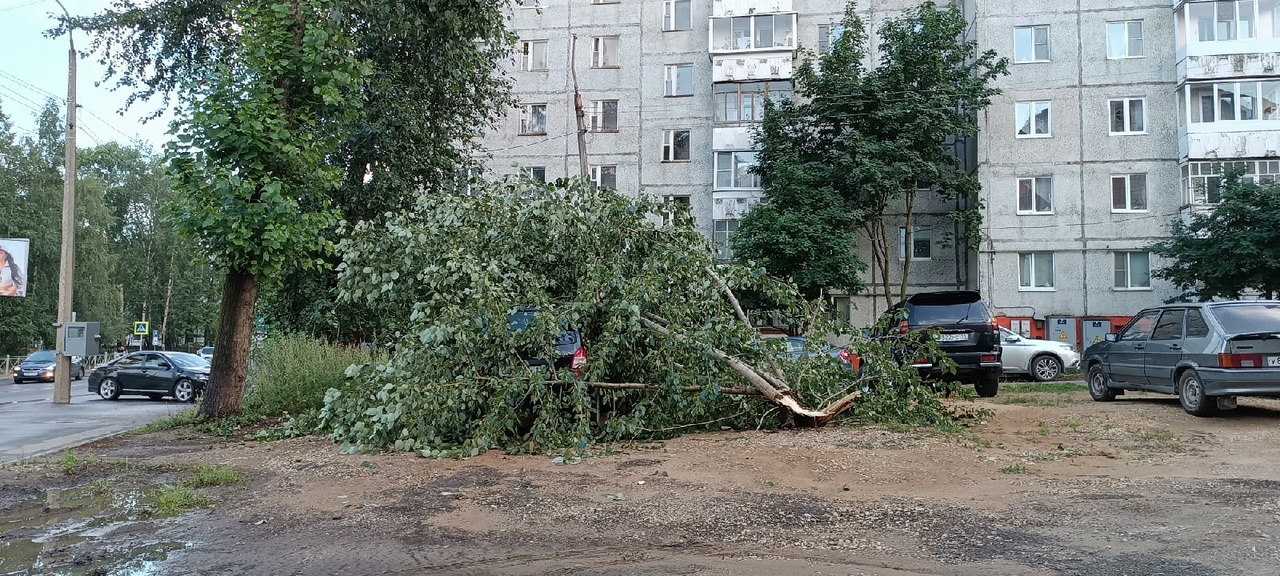 Из-за шторма в Сыктывкаре рухнуло десять деревьев