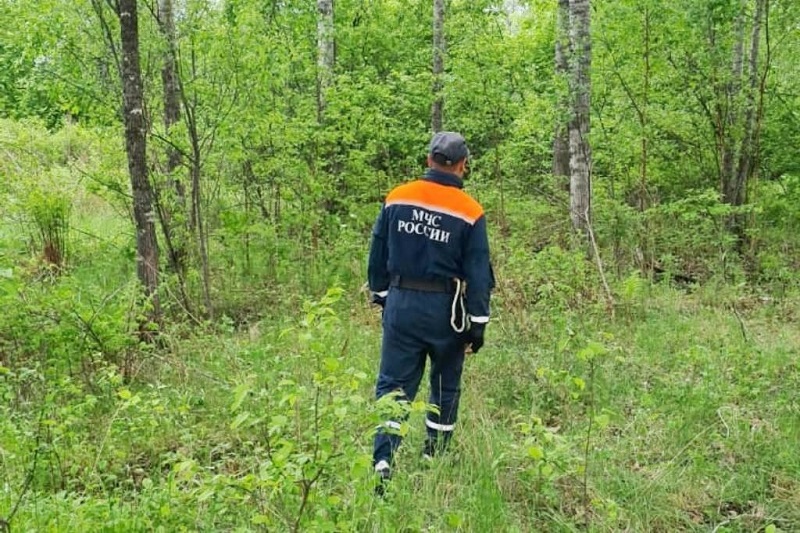 В лесах Коми ввели режим чрезвычайной ситуации