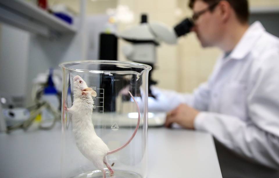 В Коми ученые купят беговую дорожку для мышей за 5 миллионов рублей