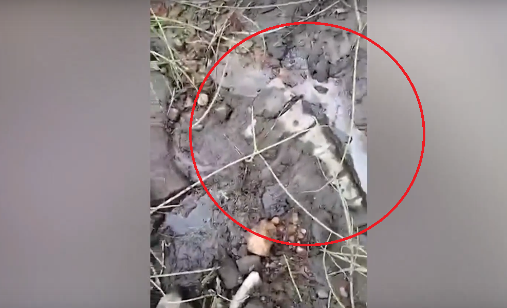 В Коми нашли динозавра: древнее существо достигало 6 метров в длину