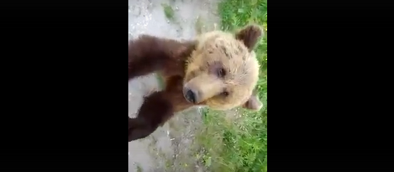 На трассе в Коми на видео сняли "дрессированного" медведя