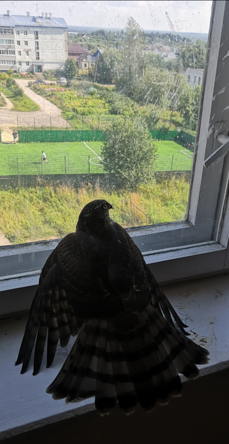 Под Сыктывкаром спасли ястреба, который застрял в подъезде многоэтажки