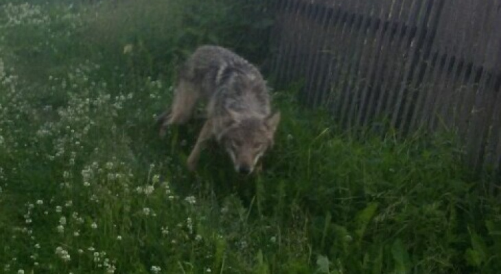 В коми поселке три волка жестоко растерзали собаку