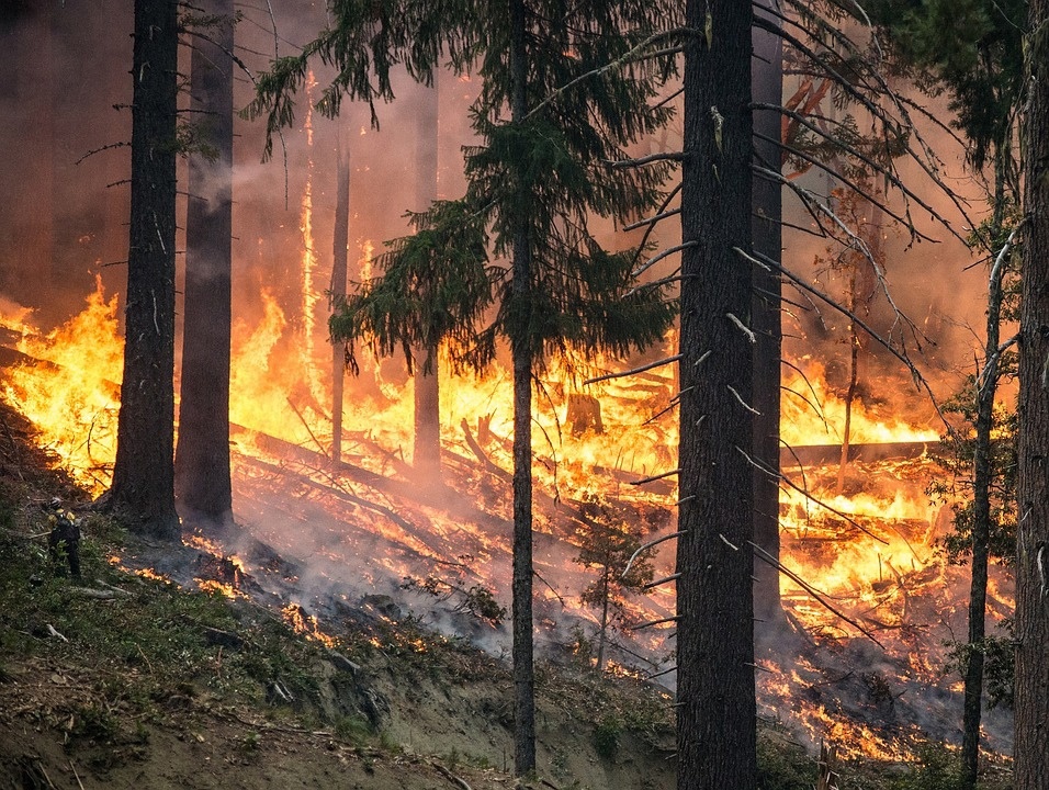 В Коми масштабы лесных пожаров увеличились в полтора раза