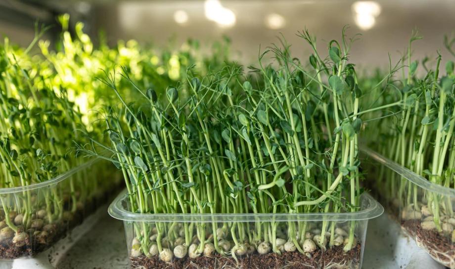 Эксперты назвали продукты, которые продлевают молодость