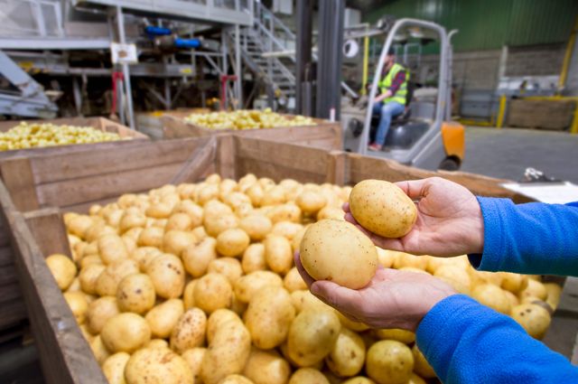 На овощебазе в Сыктывкаре нашли калифорнийскую щитовку
