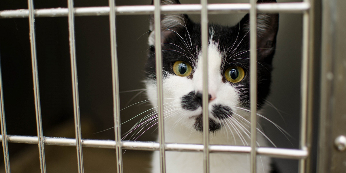 В России могут запретить продажу животных в зоомагазинах