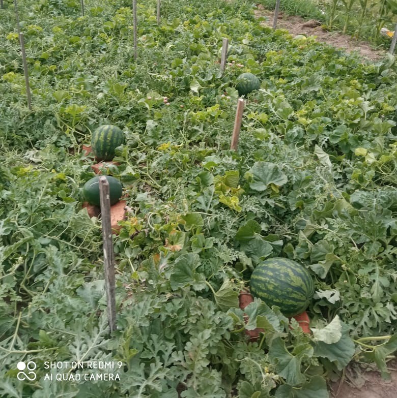 Житель Коми выращивает на своем участке арбузы и дыни