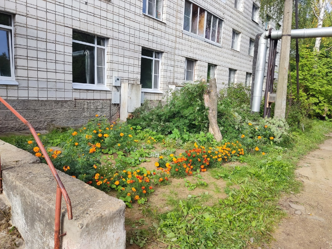 В Сыктывкаре рабочие срубили рябину возле жилого дома без ведома жильцов