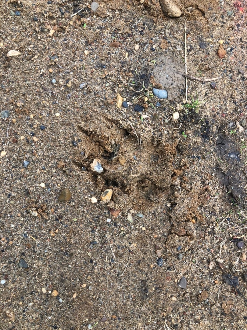 В Коми волки утащили собаку прямо из центра села