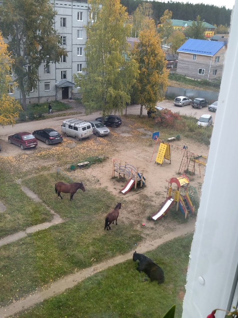 В поселке Кразнозатонский лошади разгуливают прямо на детской площадке