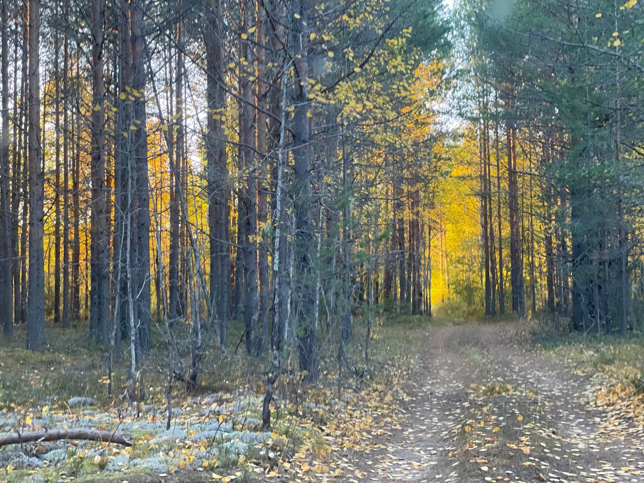 За выходные в лесах Коми потерялись 11 человек