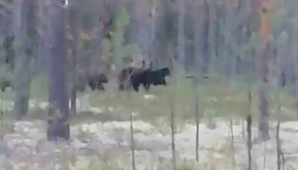 Житель Коми снял на видео семейство медведей