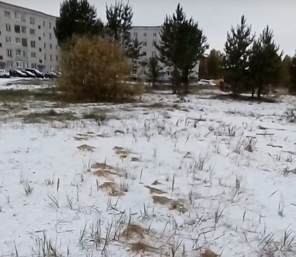 Удорский район посетил медвежонок, местные жители заметили его следы в одном из поселков