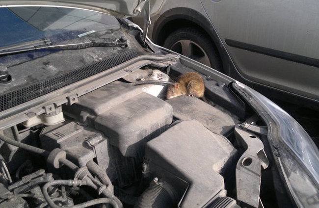 Крысы серьезно повредили автомобиль жительницы Коми