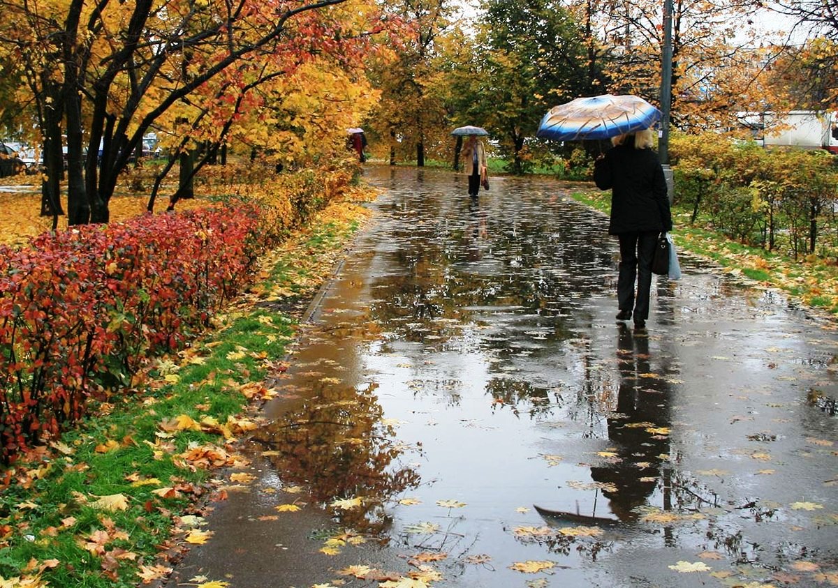 Дождливо и пасмурно: синоптики дали прогноз на 7 октября в Коми