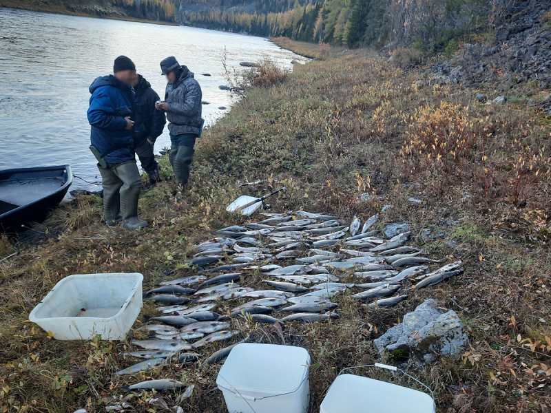 В Коми завели уголовное дело на браконьера, который рыбачил в заповеднике