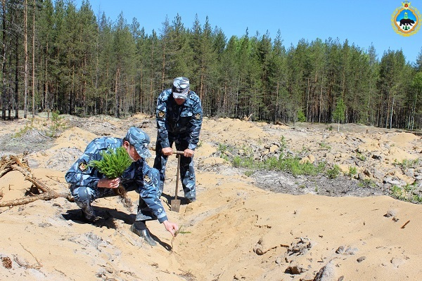 В Коми перевыполнили план по искусственному восстановлению леса