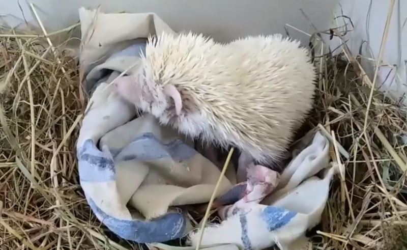 Необычный ежик-альбинос стал питомцем одного из домов творчества Коми