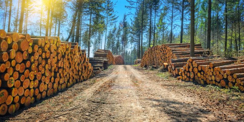 Минприроды Коми разрабатывает изменения в закон "О регулировании лесных отношений"