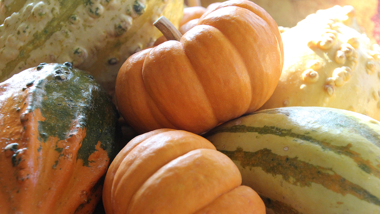 Диетолог рассказала, кому опасно есть тыкву