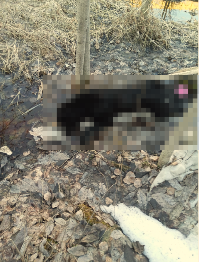 "Собака умирала на моих руках": в Сыктывкаре снова начали орудовать догхантеры