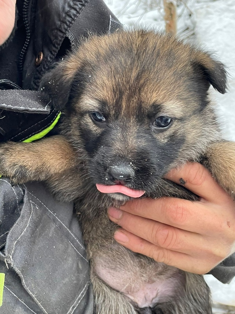 "Они замерзнут": в Сыктывкаре нашли 10 щенков, которым срочно ищут дом или передержку
